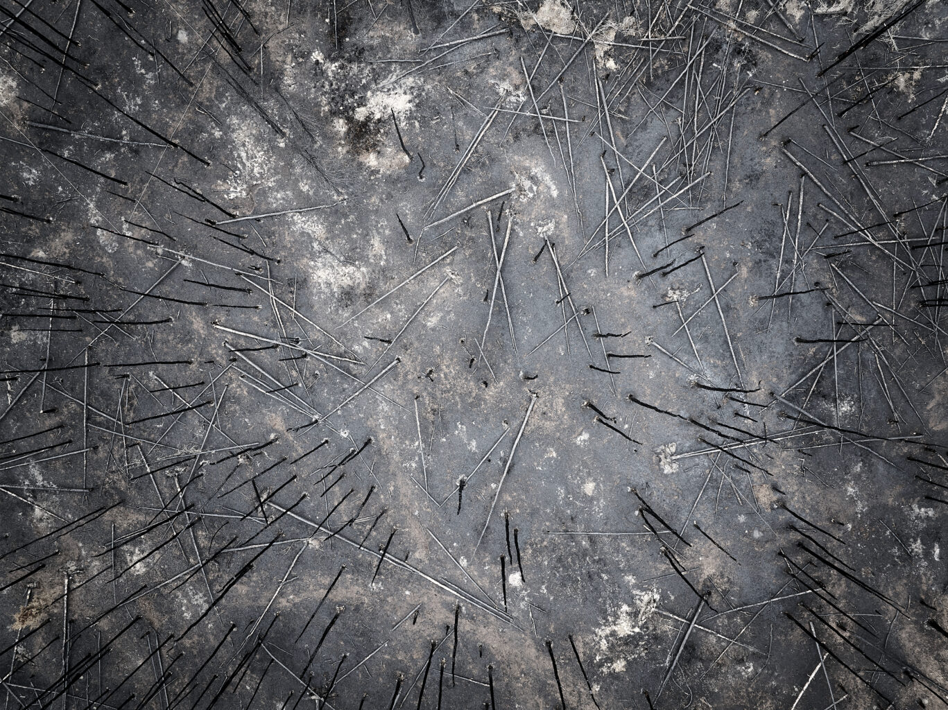 Clingense bossen na de brand